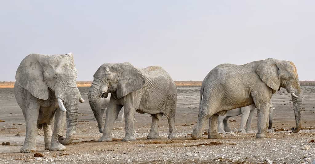 Ce qui permet de facilement différencier éléphant d’Afrique (ici en photo) et éléphant d’Asie, c’est la taille des oreilles, plus importantes pour les&nbsp;premiers. © kolibri5, Pixabay, CC0 Public Domain