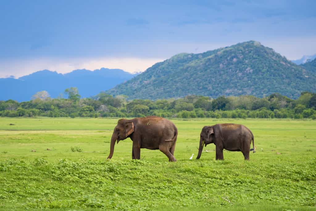 Deux éléphants d'Asie dans un parc national au Sri Lanka. © thdk, Adobe Stock