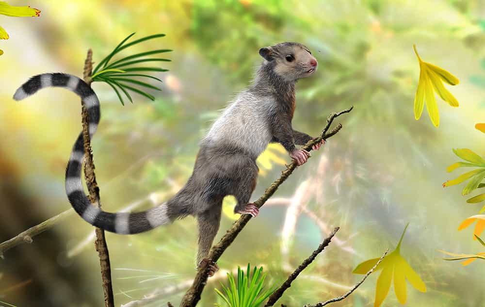 Une reconstruction d'une des nouvelles espèces de mammifères dont les restes fossilisés datant du Jurassique ont été découverts récemment. Xianshou songae était un animal de la taille d'une souris. Arboricole, il appartenait à un groupe éteint de mammifères du Mésozoïque appelé Euharamiyida. © Zhao Chuang