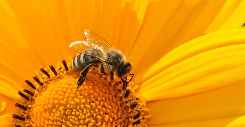 Une collaboration de plusieurs instituts a permis d'établir une liste de deux cents plantes nectarifères et pollinifères. Ce document est à consulter, entre autres, sur le site internet du ministère de l’Agriculture et de l’Alimentation. © katja, Fotolia