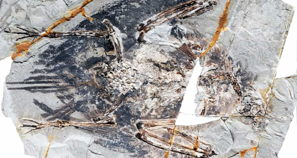 Des poumons ont été préservés sur un fossile d’oiseau du Crétacé. C’est sans précédent. © Xiaoli Wang et al., Pnas, 2018