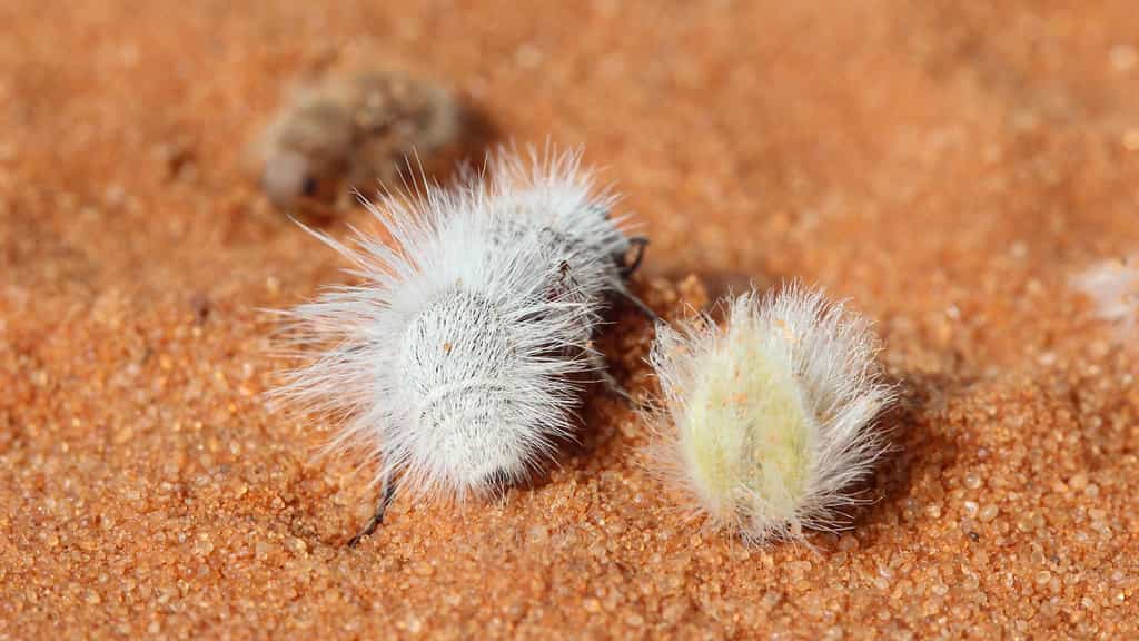 À gauche, une « fourmi de velours » blanche. À droite, un fruit de créosotier. © Joseph Wilson, Utah State University