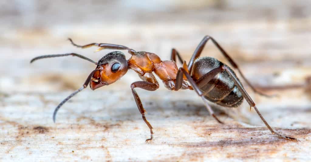 Comment les fourmis ont-elles acquis leurs muscles ? © Rainer Fuhrmann, Fotolia