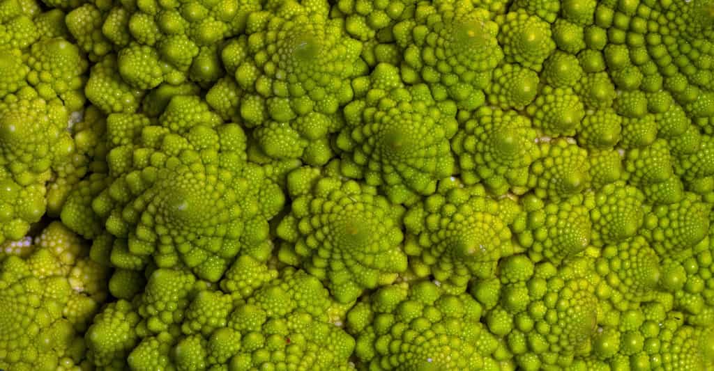 Le chou Romanesco est un exemple de fractale naturelle. Aujourd’hui, des chercheurs sont parvenus à créer un motif fractal à partir d’électrons. © domeckopol, Pixabay, CC0 Creative Commons
