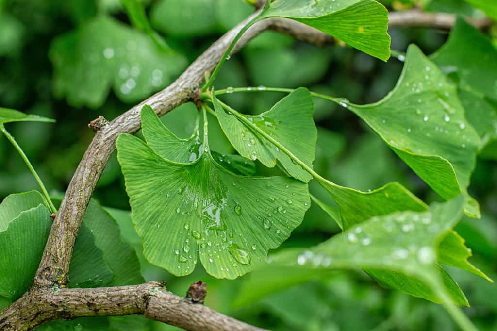 Le Ginkgo biloba des bienfaits pour la mémoire