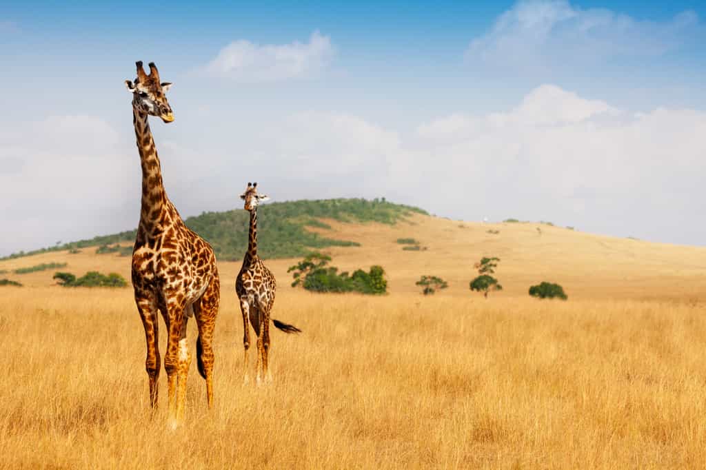 Chez les girafes mâles, la taille maximale serait de 5,80 mètres. Tandis qu'elle atteint 4,60 mètres chez les femelles. © Sergey Novikov, Adobe Stock