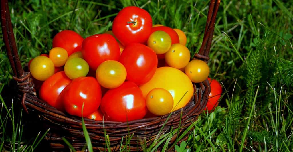 Les tomates, surtout celles que l’on trouve dans les supermarchés, ont de moins en moins de goût. La faute, semble-t-il, à une sélection malhabile. © kat_koze, Pixabay, DP