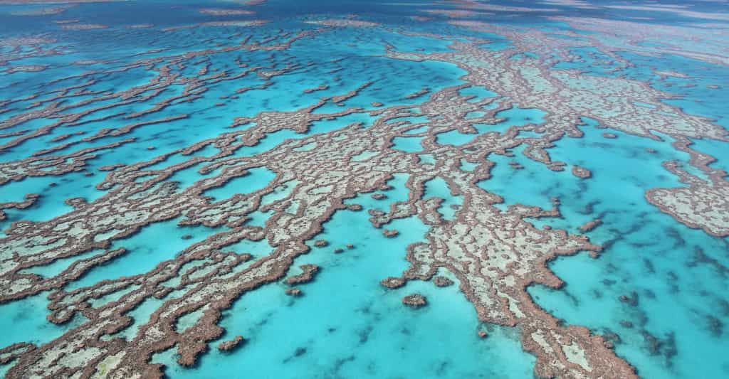 Vue aérienne de la Grande Barrière de corail, en Australie. Cet écosystème, précieux pour de nombreuses espèces, est menacé par l’acidification des océans et le réchauffement climatique (50 % de ses coraux ont disparu depuis 1985). © JC Photo, Shutterstock