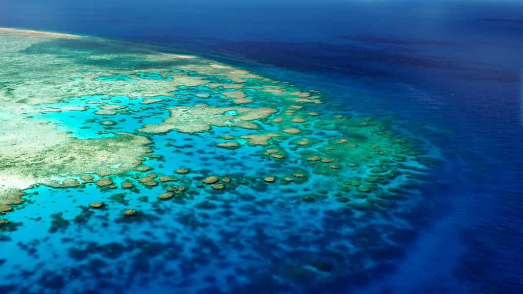 Les coraux peuvent forment des paysages sous-marins visibles à de très longues distances, comme ici au niveau de la Grande Barrière de corail australienne. © Coral_Brunner, Adobe Stock