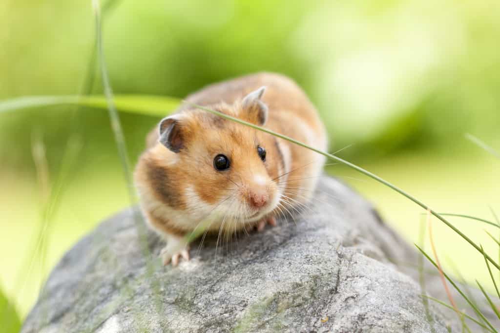 Le hamster est un petit rongeur de la famille des Cricetinae. Il en existe plusieurs espèces, dont certaines sont utilisées comme animaux de compagnie ou pour l'expérimentation animale. © Asolo79, Adobe Stock