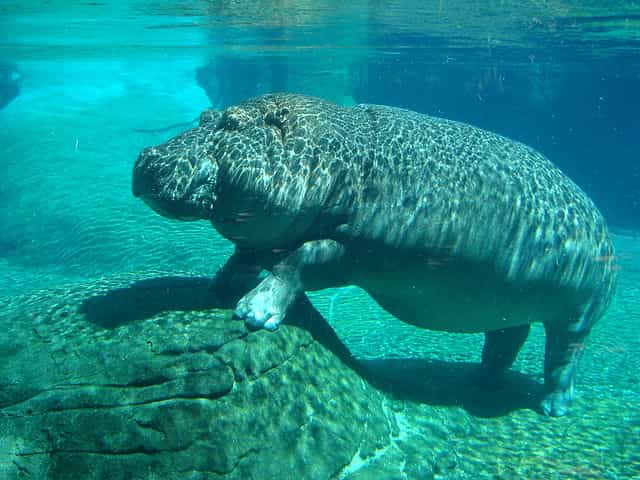 Les hippopotames (photo) ont eu pour cousin Epirigenys lokonensis, un mammifère 20 fois plus petit, de la taille d’un mouton d’environ 100 kg et qui devait passer également beaucoup de temps dans l’eau. © Cloudzilla, Wikimedia Commons, cc by sa 2.0