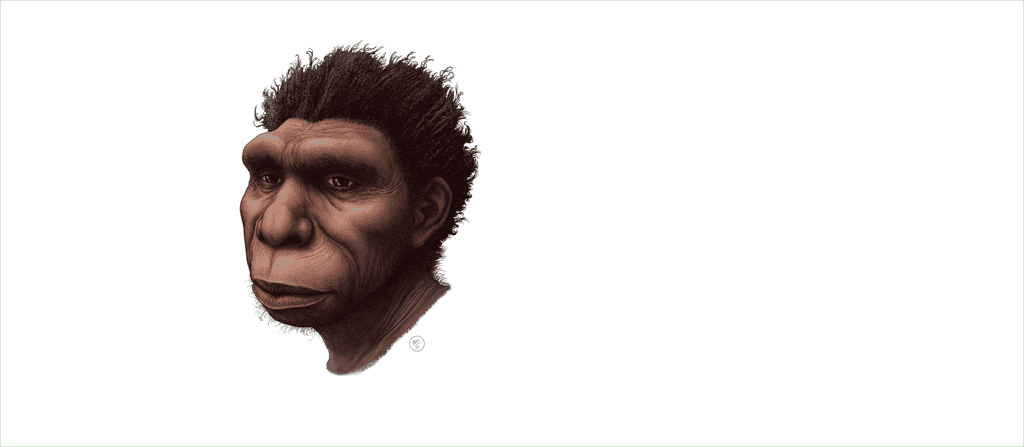 Représentation d'artiste de la nouvelle espèce Homo bodoensis.&nbsp;© Ettore Mazza