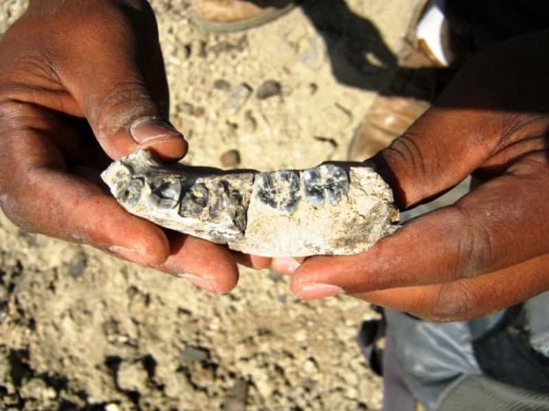 Le paléonanthropologue éthiopien Chalachew Seyoum tient dans ses mains un fragment de mâchoire inférieure d'un hominine qu'il vient juste de découvrir sur le terrain en 2013. Son étude a révélé qu'il s'agissait d'un reste fossilisé du plus ancien individu faisant partie du genre Homo. © Kaye Reed, Science
