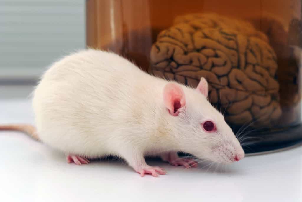 L'huile de soja modifie l'expression d'une centaine de gènes au sein de l'hypothalamus des souris. © polsen, Adobe Stock