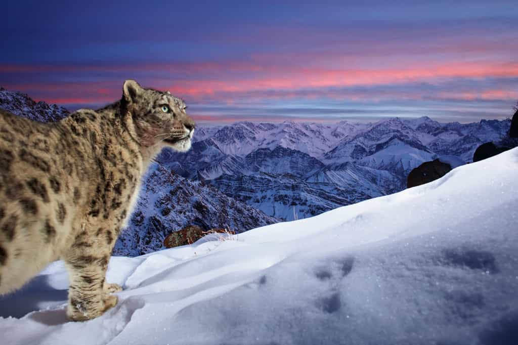 L'image gagnante est « World of the snow leopard ». © Sascha Fonseca, Allemagne