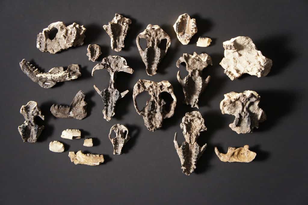 Une collection de fossiles de mammifères. © HHMI Tangled Bank Studios
