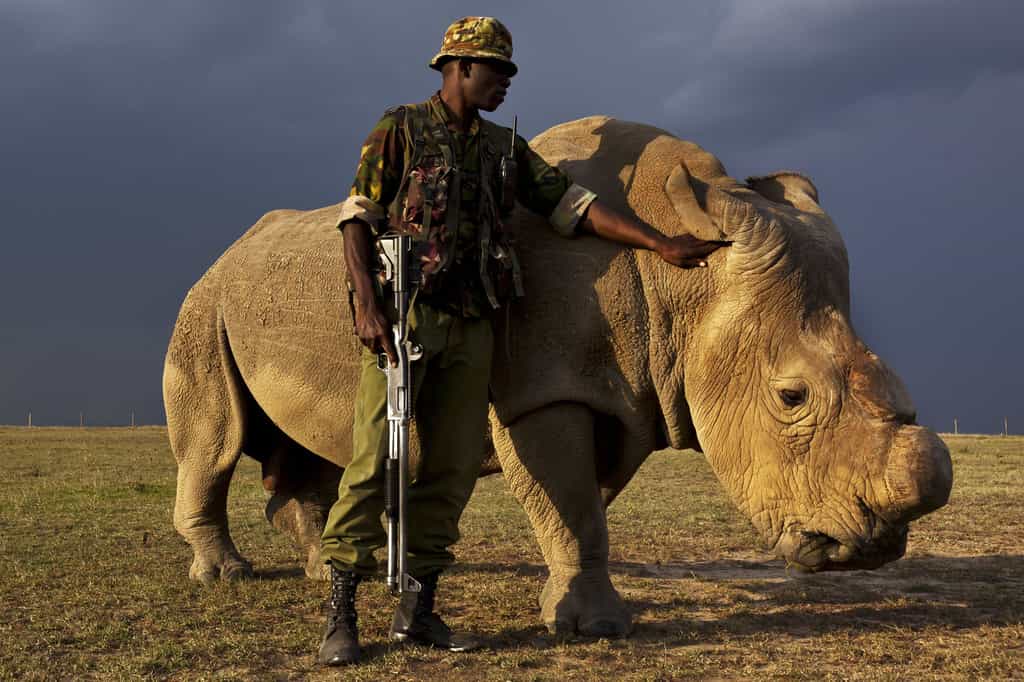 Depuis 2009, Sudan vit dans la réserve kenyane d’Ol Pejeta. Étant dès lors l’un des derniers rhinocéros blancs du Nord de la planète, il est constamment ou presque surveillé par des militaires. © Brent Stirton, National Geographic