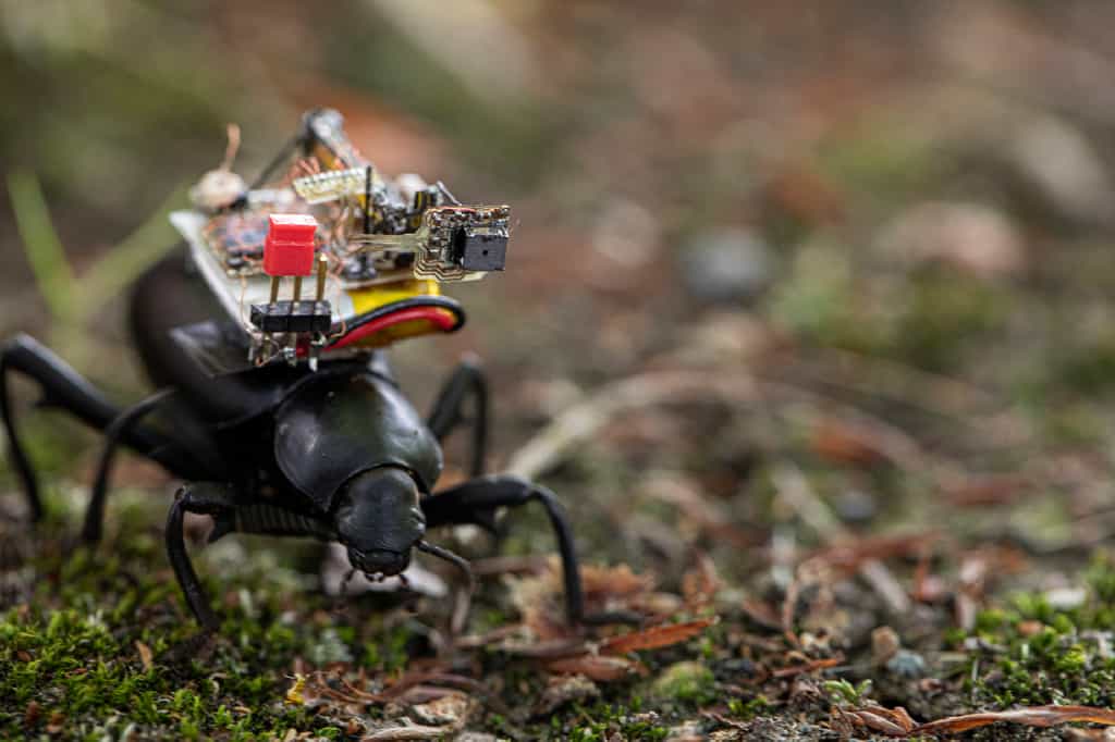 Des chercheurs de l’université de Washington ont créé une caméra qui peut être montée sur un scarabée. © Université de Washington