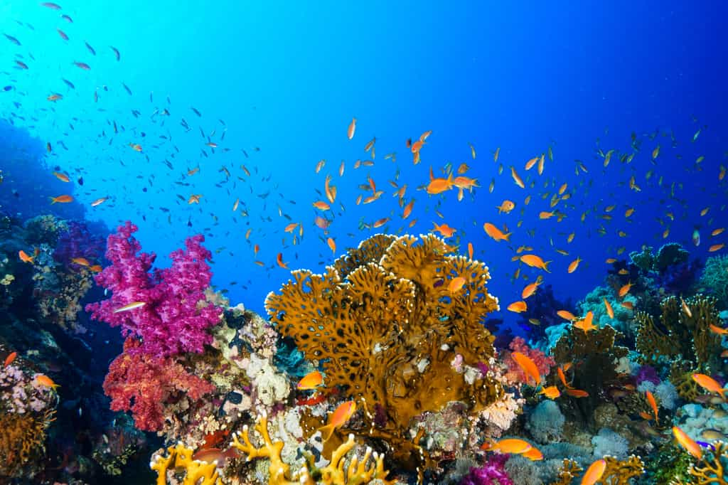 La Grande Barrière de corail a été inscrite au Patrimoine mondial de l’Unesco en 1981. © Mina Ryad, Adobe Stock