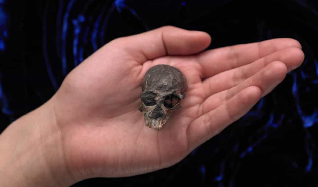 Ce minuscule crâne fossile trouvé dans les Andes au Chili date de 20 millions d’années et appartient à l’espèce Chilecebus carrascoensis.© AMNH/N. Wong and M. Ellison