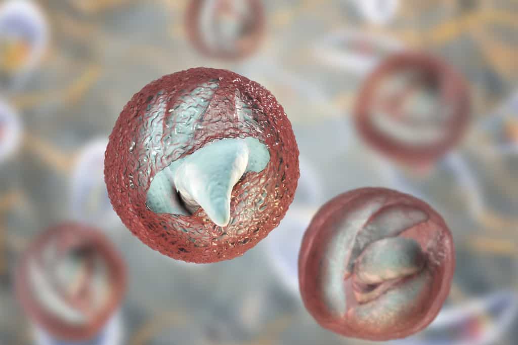 Chaque oocyste contient quatre sporozoïtes infectieux. © Kateryna Kon, Adobe Stock