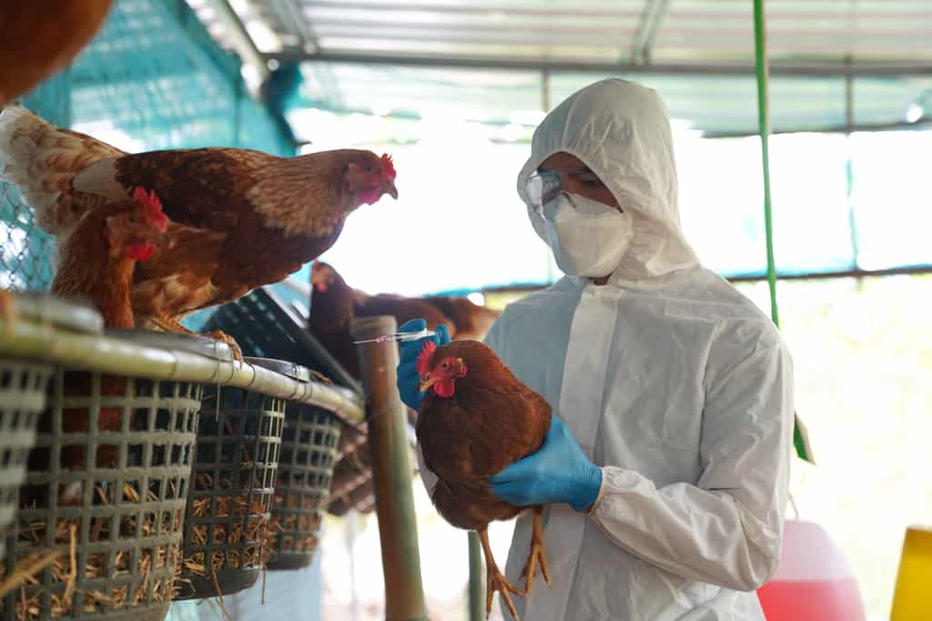 L'épidémie de grippe aviaire causée par H5N1 est particulièrement dévastatrice. © PordeeStudio, Adobe Stock