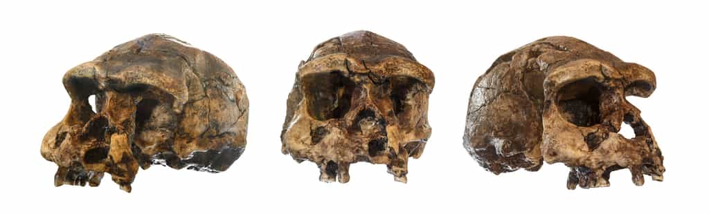 Ce moulage est celui d'un crâne de Sahelanthropus tchadensis surnommé Toumaï, qui a été découvert en 2001 par des paléoanthropologues. Pour certains, il pourrait s'agir de l'une des premières espèces d'Hominines, sachant que ces individus ont vécu voici sept millions d'années. © Didier Descouens, Wikimedia Commons, CC by-sa 3.0