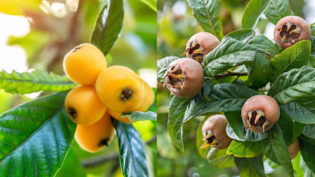 Fruits du néflier du Japon à gauche et fruits du néflier commun à droite. © ABCDstock, samopauser, Adobe Stock