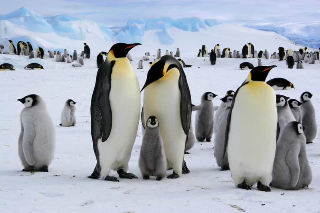 Saurez-vous faire la distinction entre manchot et pingouin ? © BernardBreton, Adobe Stock