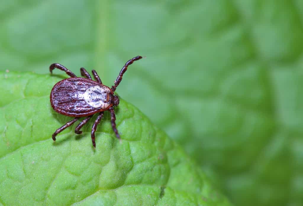 La tique peut être vectrice de maladies. © Vitalii Hulai, Adobe Stock