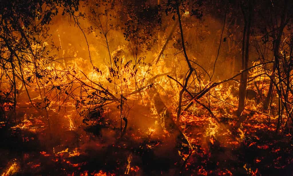 Les feux qui ravagent l’Australie depuis plusieurs mois sont les pires depuis 16 ans. © Cam Neville, The Guardian