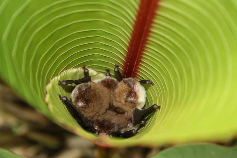 Le genre Thyroptera renferme des chauves-souris dites « à ventouses », car elles possèdent des disques adhésifs au niveau de leurs pouces (sur les membres antérieurs) et sur la plante de leurs pieds (sur les membres postérieurs). Elles les utilisent pour se fixer à l'intérieur des feuilles. © Manuel Sánchez