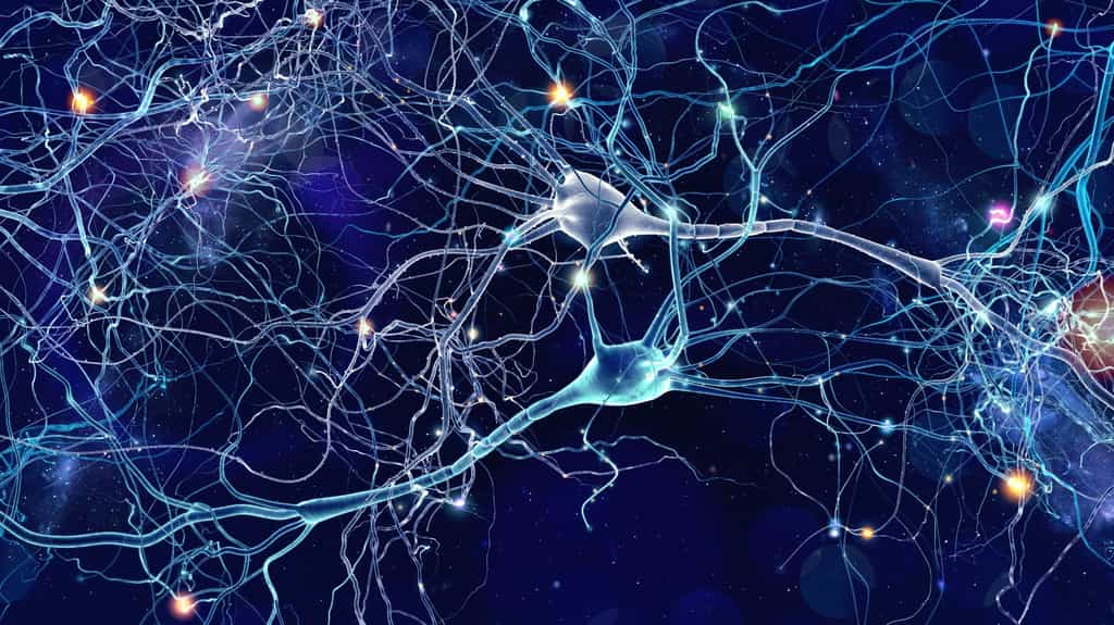 Cerveau et tissu adipeux communiquent des informations via le système nerveux sympathique et le système nerveux sensoriel.&nbsp;© withehoune, Adobe Stock