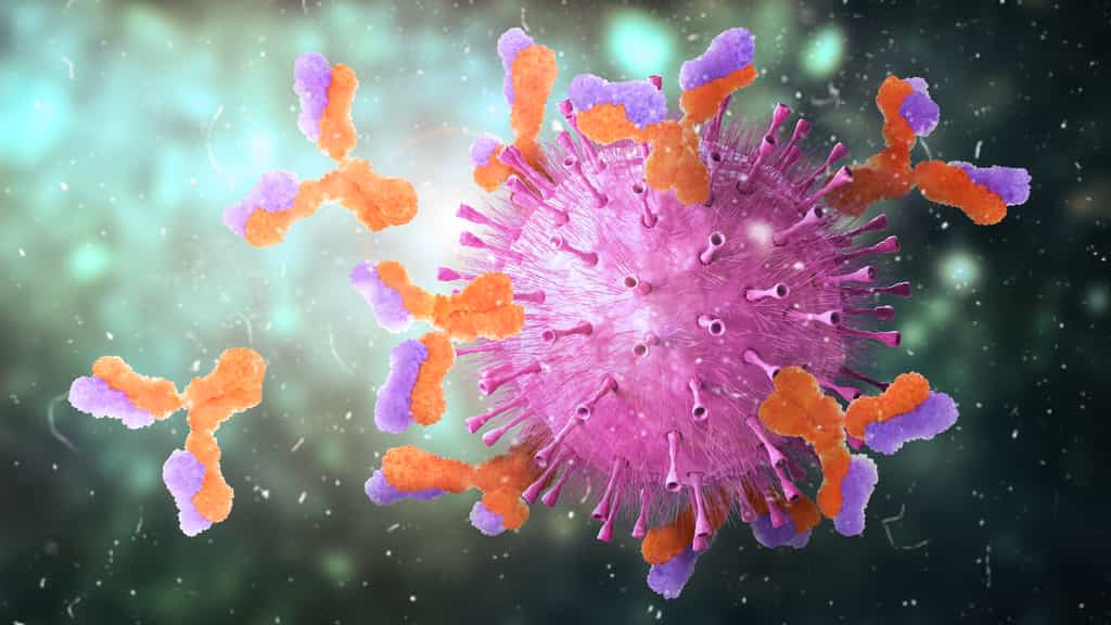 Modélisation 3D d’anticorps « attaquant » un virus. © vipman4, Adobe Stock