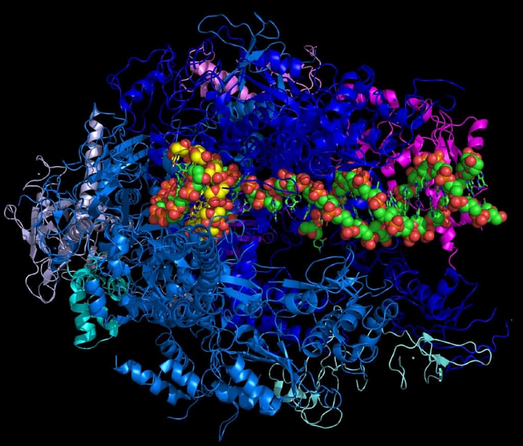 Dans cette modélisation de l’ARN polymérase II, l’ARN apparaît en jaune et l’ADN en vert. © fdardel, Wikipedia, CC BY-SA 3.0