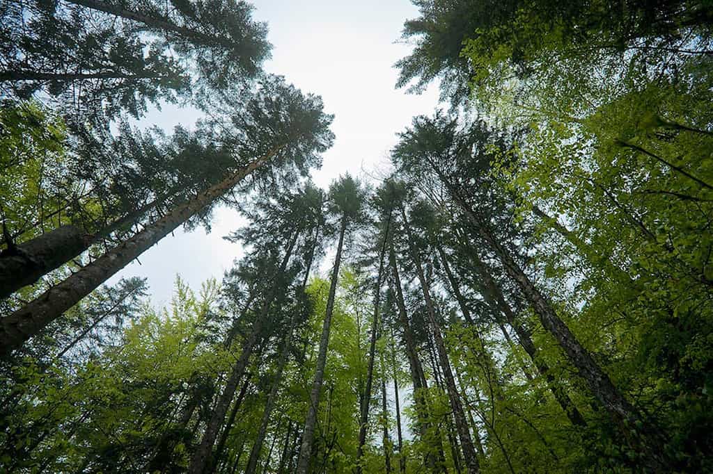 Le parc régional de Chartreuse s'étend sur 76.700 hectares. La surface boisée pouvant prétendre à l'AOC est de 28.000 ha. © bois-de-chartreuse.fr