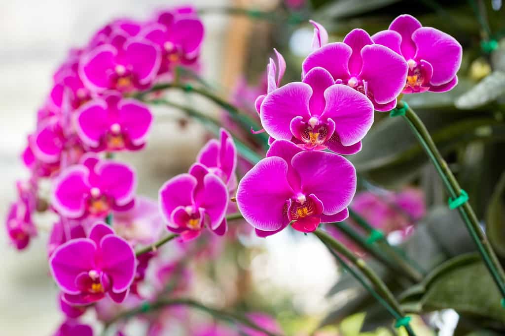 Magnifique phalaenopsis, une orchidée facile à vivre. © aopsan, Adobe Stock
