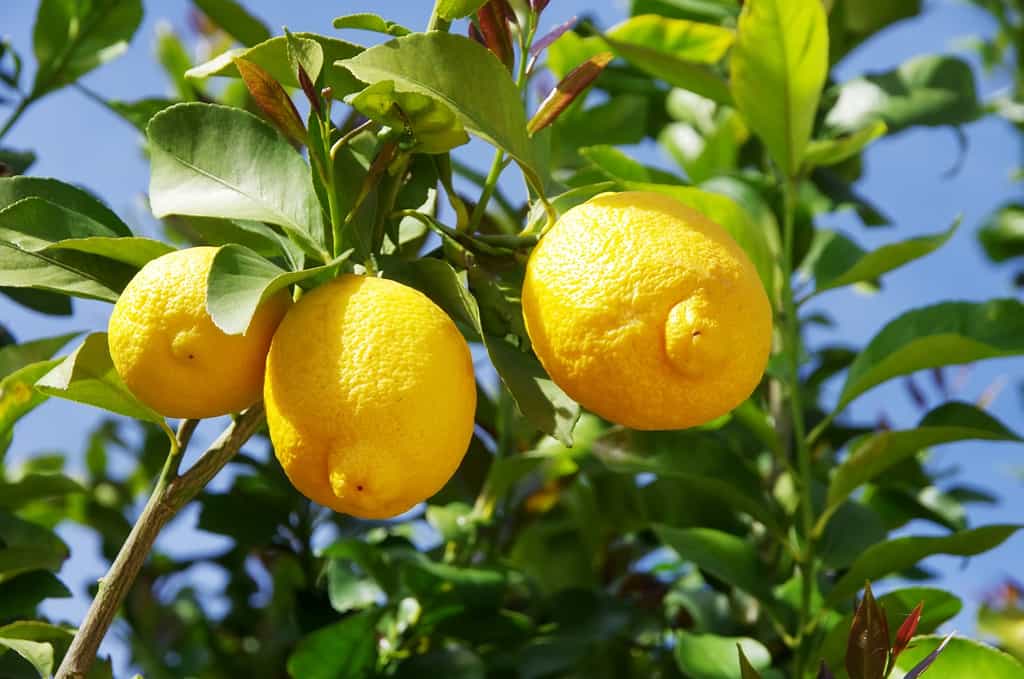De beaux citrons, même en hiver.&nbsp;© inacio pires, Adobe Stock