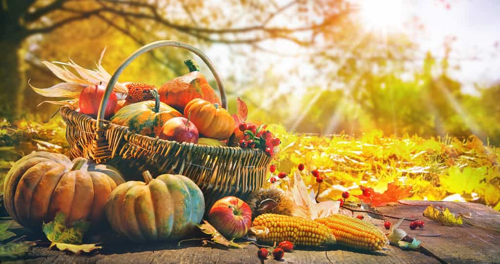 Multitude de légumes à récolter et consommer en automne. © Alexander Raths, Adobe Stock