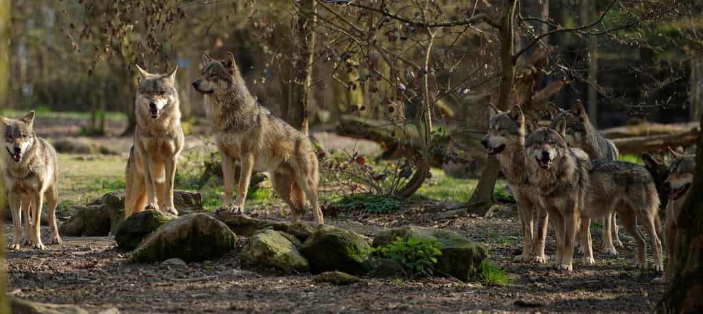 Depuis son retour dans les années 1990, le loup est victime d’une image négative, au détriment de sa conservation : il est temps rétablir la vérité pour mieux cohabiter. © Patrick, Adobe Stock