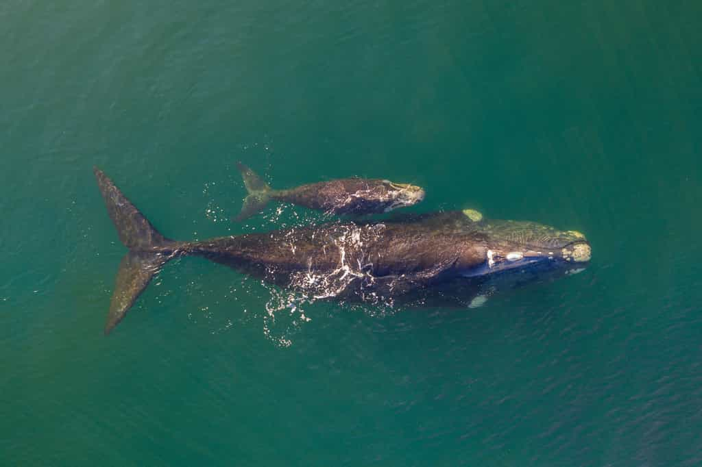 La population de baleines franches australes compte environ 25 000 individus, mais l'espèce reste en danger critique d'extinction dans certaines régions, avec moins de 50 adultes reproducteurs au Chili et au Pérou. © Ahturner, Adobe Stock