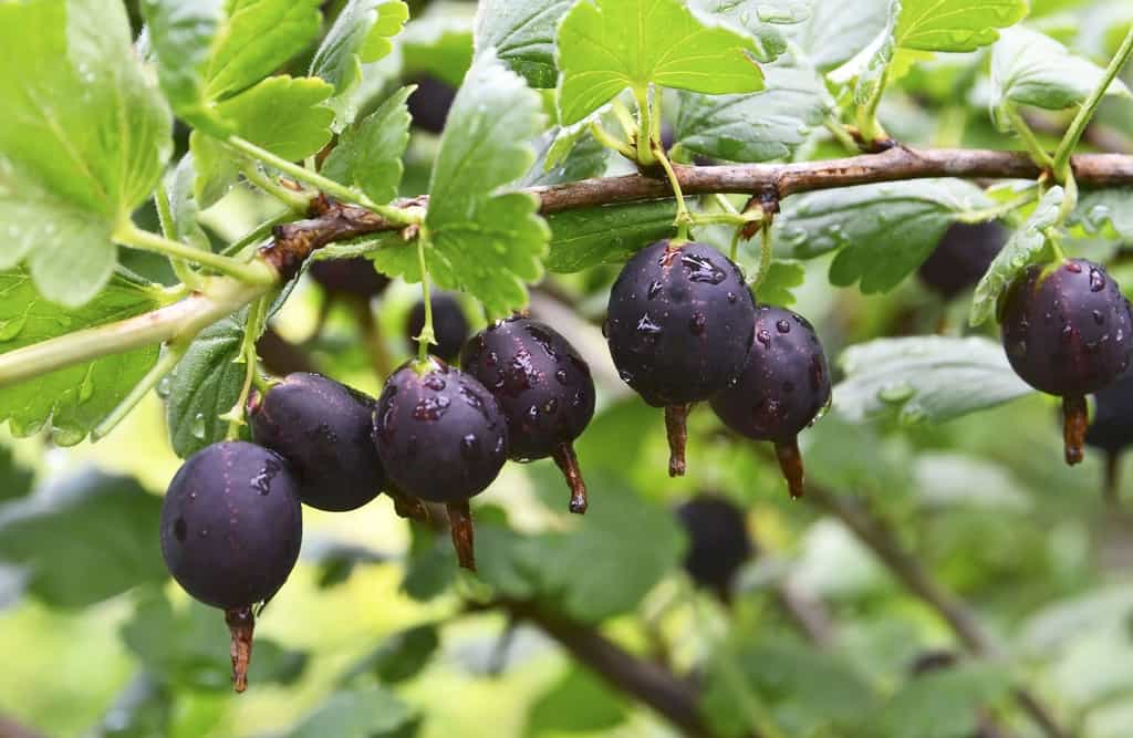 Délicieuses casseilles, petits fruits de couleur noire. © svf74, Adobe Stock