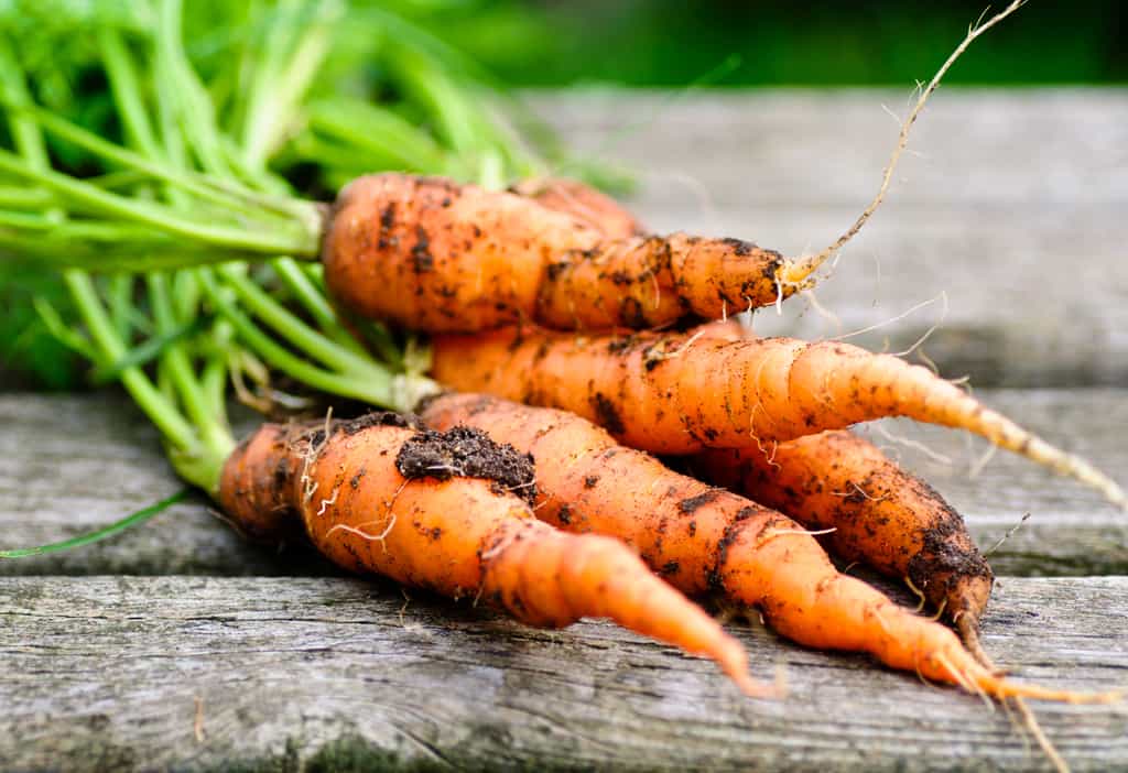 Échelonner les semis pour avoir des carottes toute l'année.&nbsp;© Visions-AD, Adobe Stock