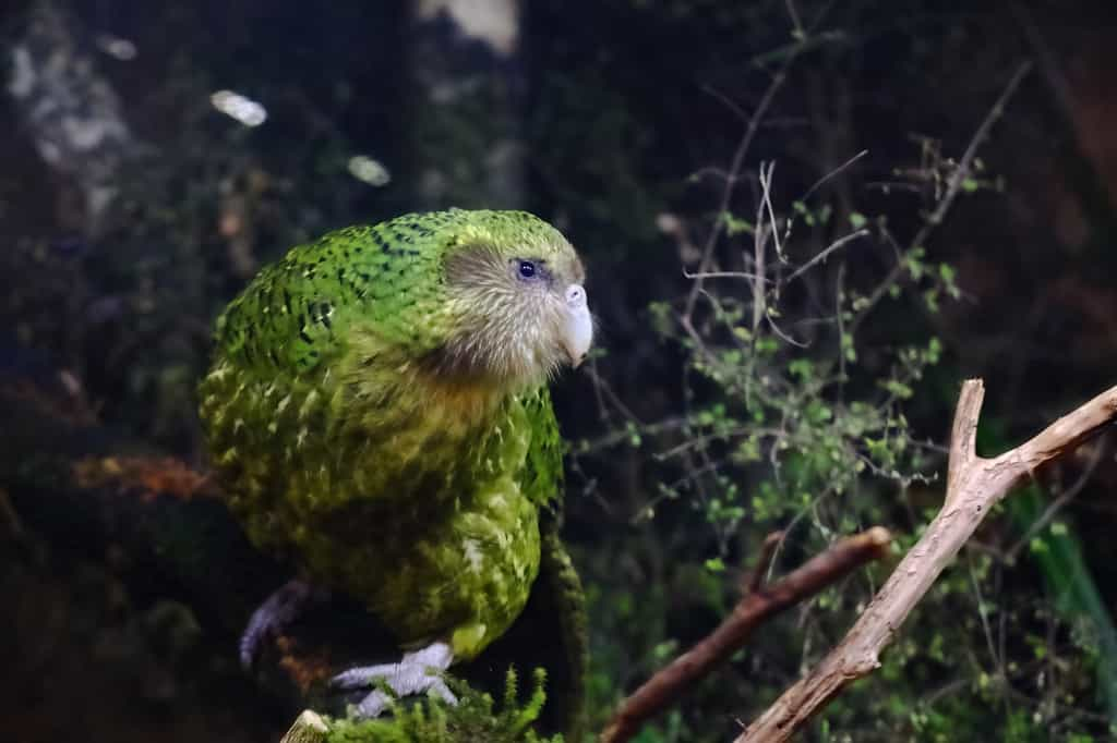 Un kākāpō perché sur une branche. © Lei Zhu NZ, Adobe Stock   