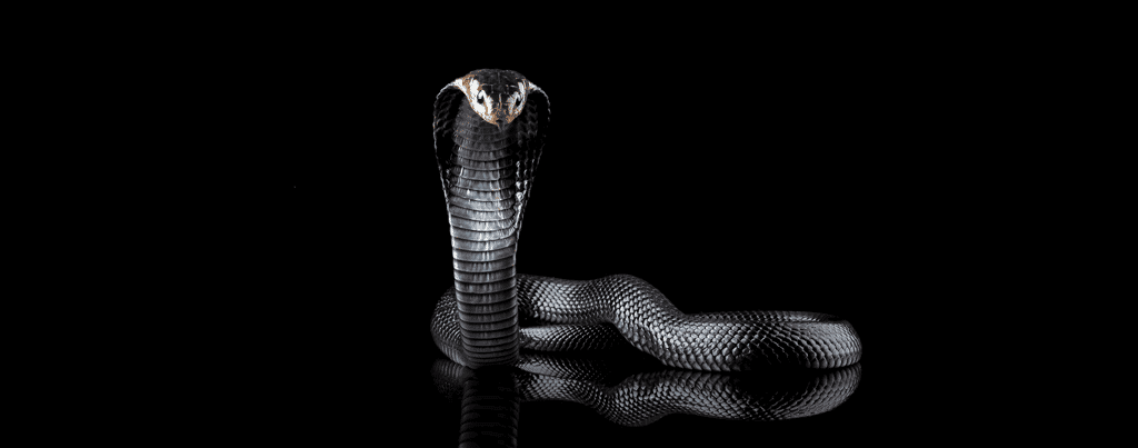 Un cobra royal déploie sa collerette devant un fond noir. © Agus Gatam, Adobe Stock   