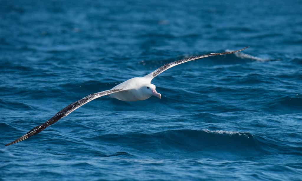 Des albatros équipés de balise ont permis d'estimer le nombre de bateaux de pêche naviguant, sans système d'identification, dans l'océan Austral. © John, Adobe Stock