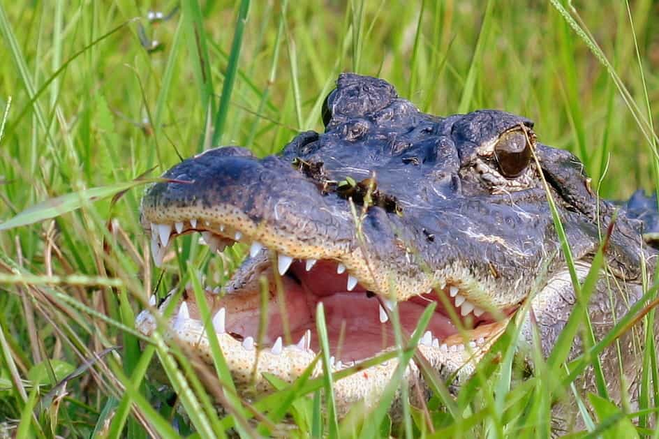 Les alligators d'Amérique mâles (Alligator mississippiensis) atteignent généralement 4 à 4,5 m de long à l'âge adulte. Les femelles mesurent quant à elles 3 m de long. © Mary Keim, Flickr, cc by nc sa 2.0