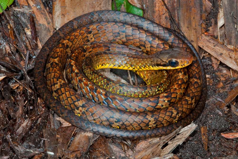 Ce serpent Chironius challenger est une des 441 espèces qui ont été découvertes en Amazonie ces 4 dernières années (sans tenir compte des invertébrés). Il a été trouvé en 2010 par Philippe Kok, un herpétologiste de l'Institut royal des sciences naturelles de Belgique. © Philippe Kok
