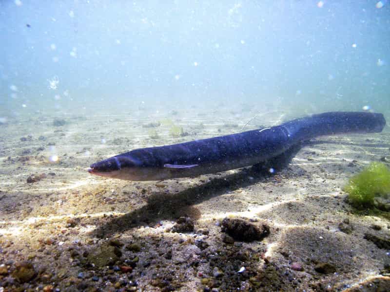 L'anguille européenne Anguilla anguilla est une espèce catadrome. Elle vit notamment en eau douce, mais se reproduit en mer. © J. Schröder, Geomar