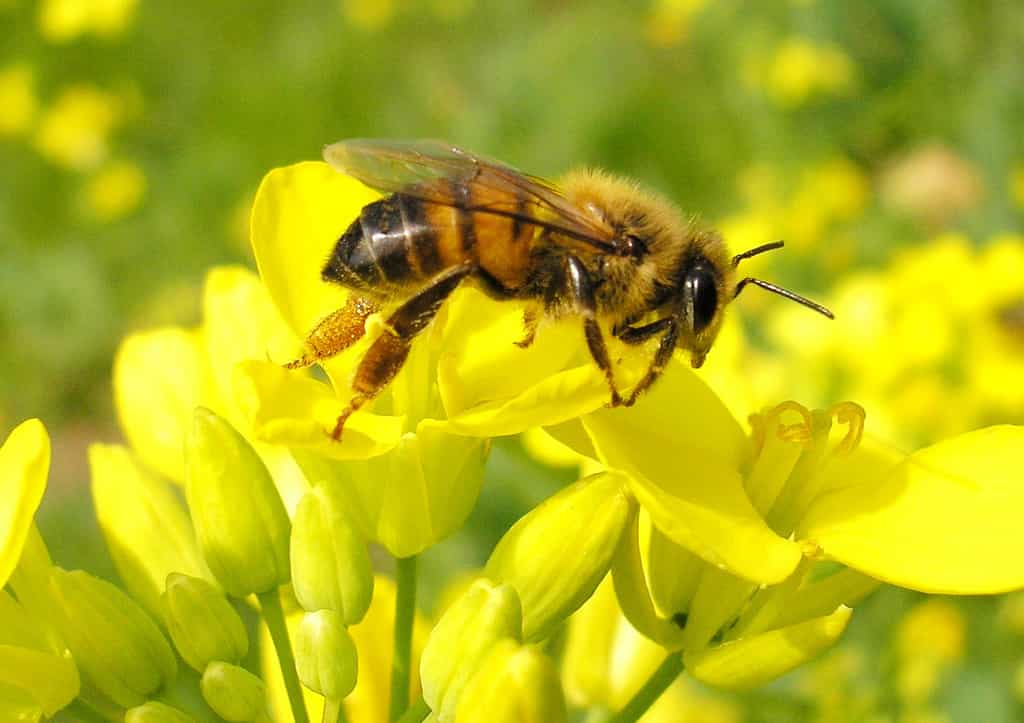 Les abeilles sont des sentinelles écologiques, car elles sont sensibles à de nombreux changements environnementaux.&nbsp;© Jardineiro.net, Flickr, cc by nc sa 2.0